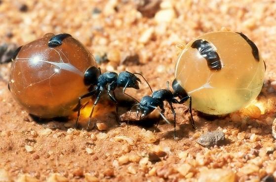 fakta tentang semut madu